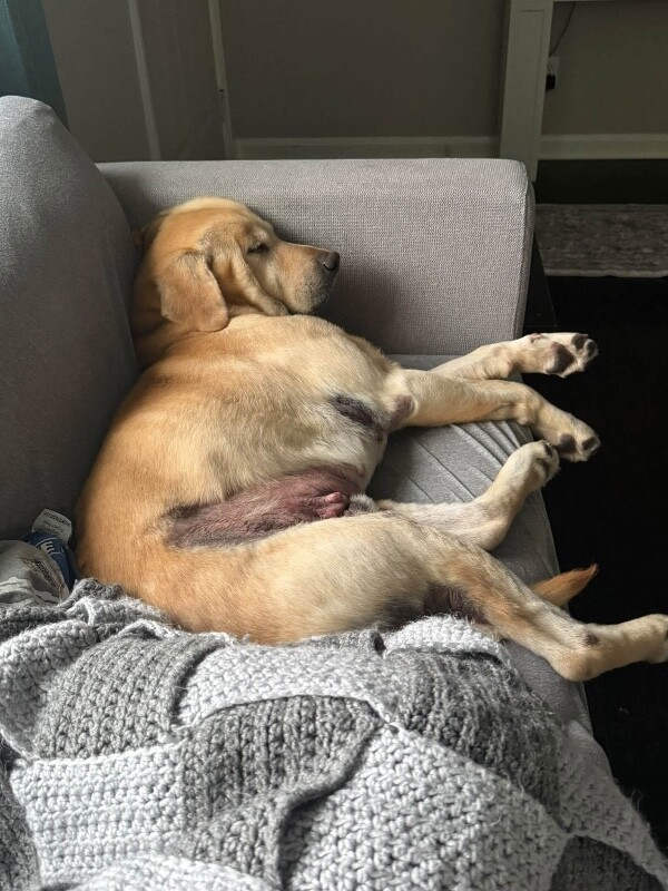 View Donald the Dog Photo #8