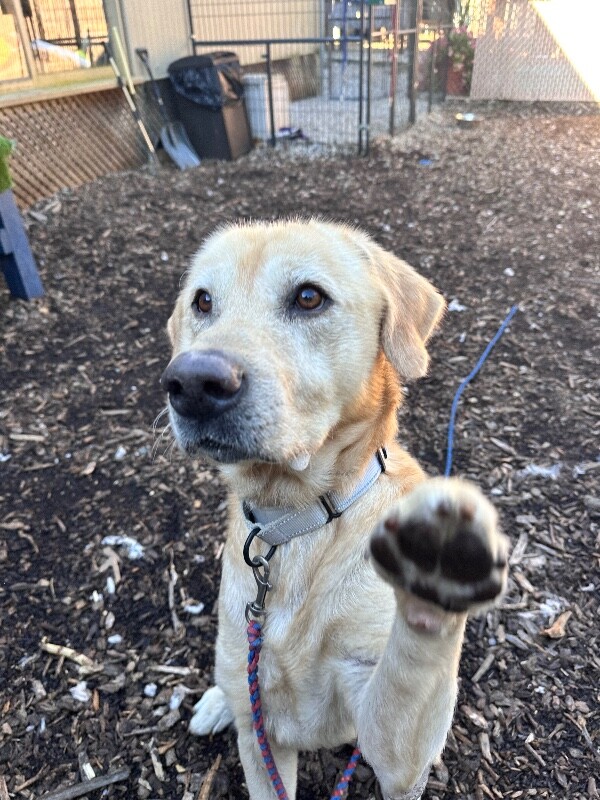 View Donald the Dog Photo #5