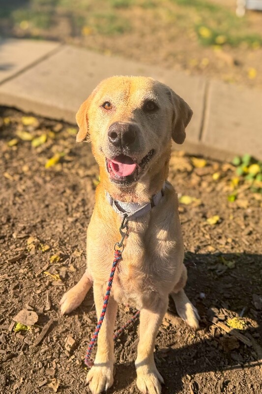 Donald - Dog