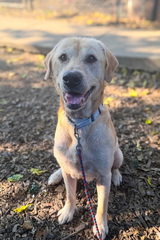View Donald the Dog Photo #2