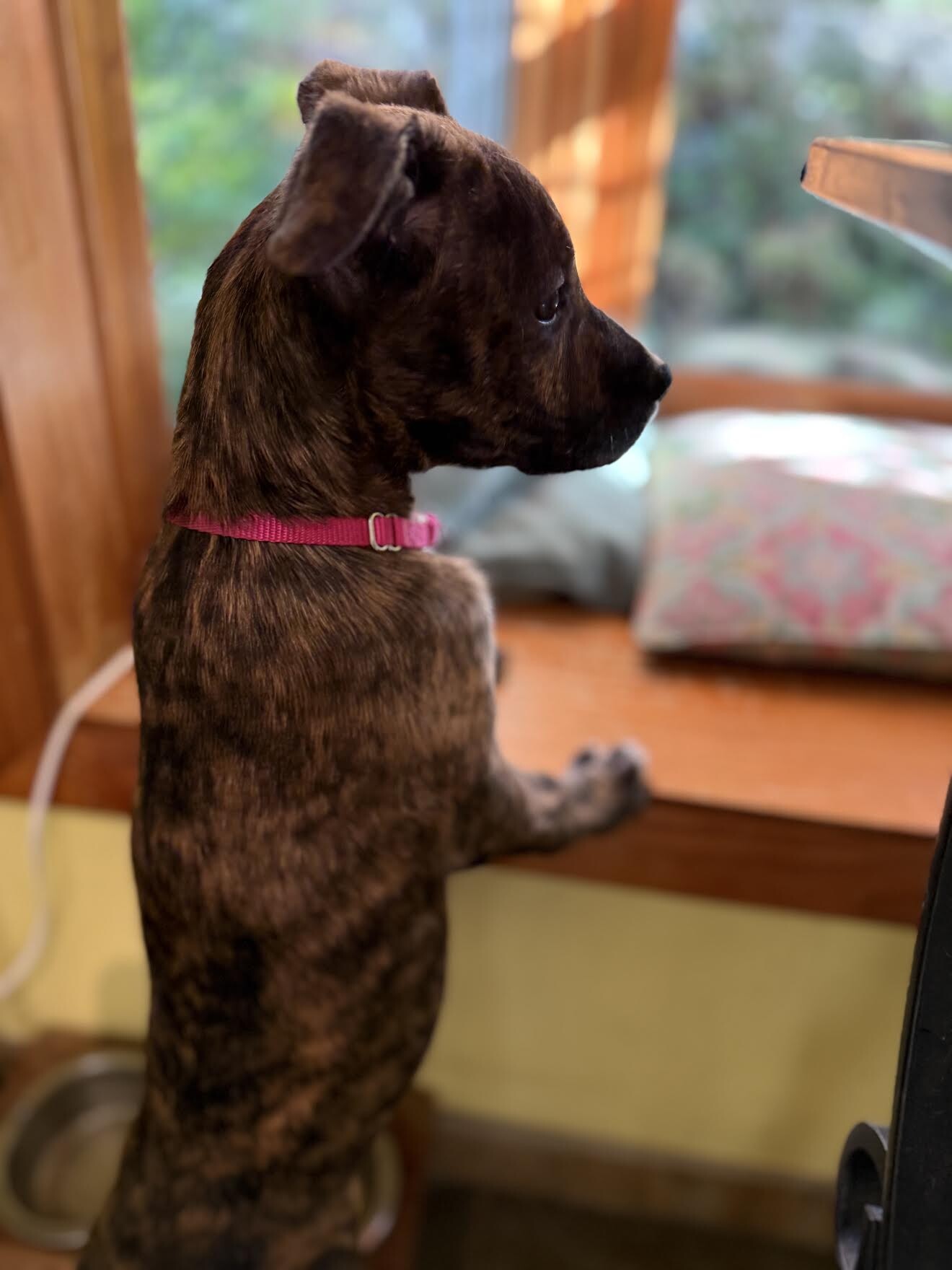 View Hannah Montana the Dog Photo #2