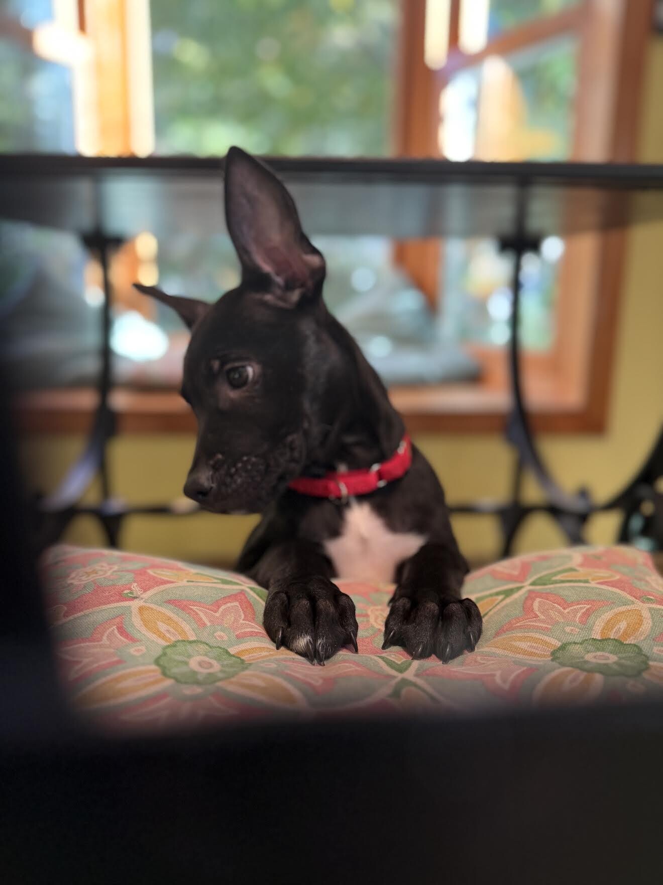 View Miley Cyrus the Dog Photo #2