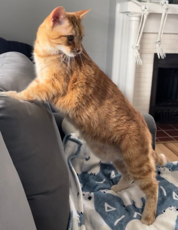 Have You Seen Curly? Curly - Cat