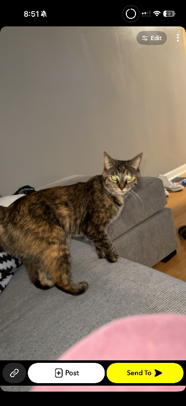 Have You Seen Maple? Maple - Cat