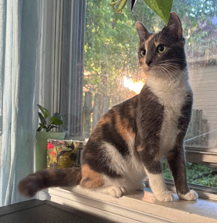 Have You Seen Catherine? Catherine - Cat