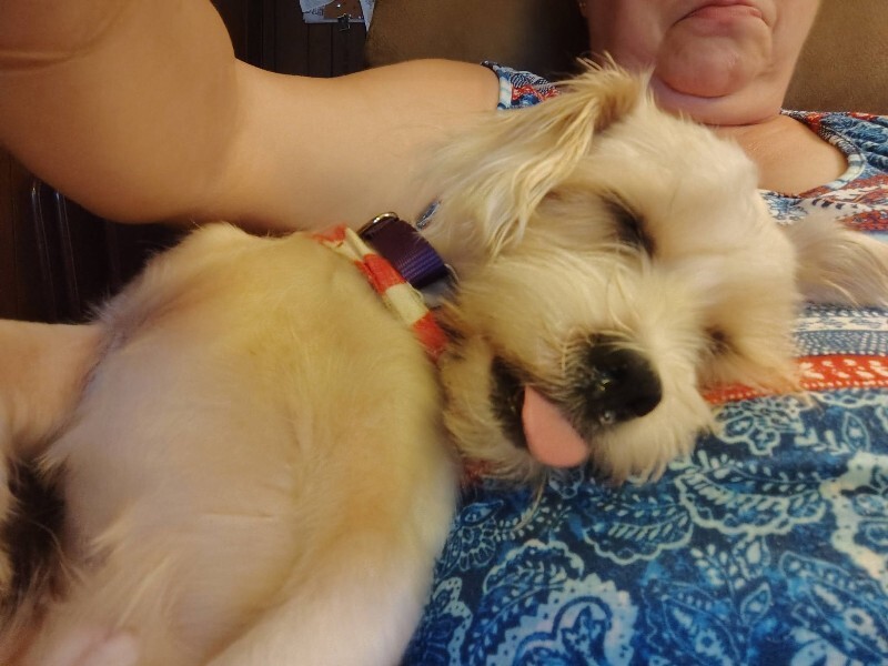 View Gumbo the Dog Photo #4
