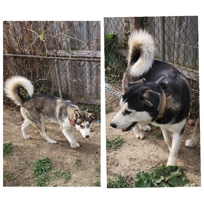 Have You Seen Fenrir And Robert? Fenrir and Robert - Dog