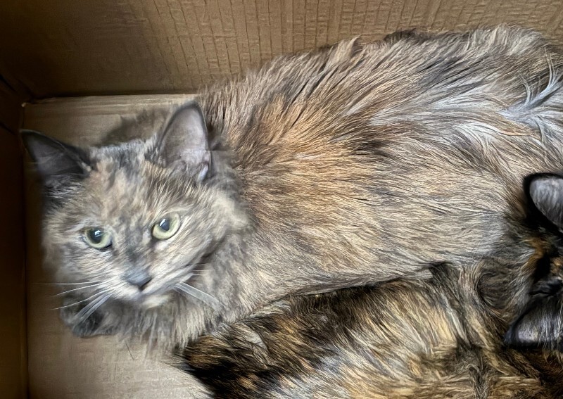 Pearline - Cat