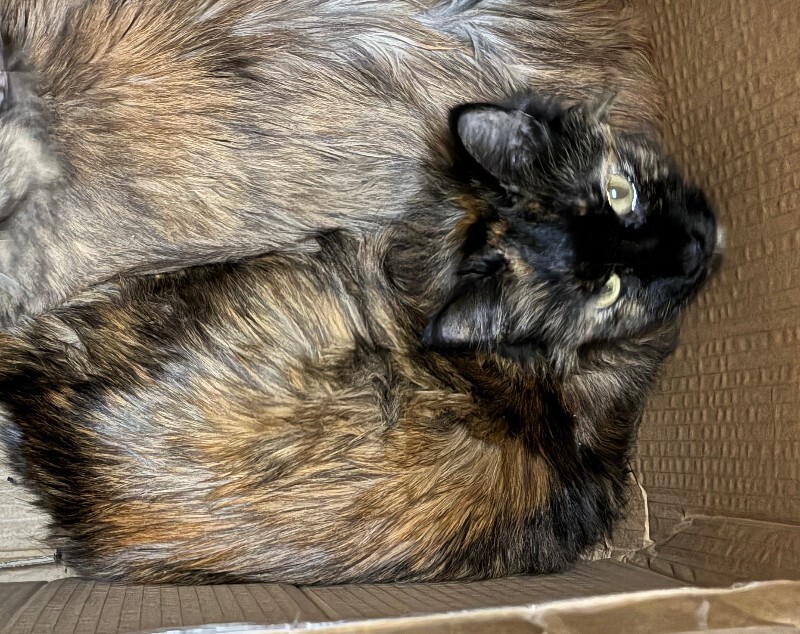 Juniper - Cat