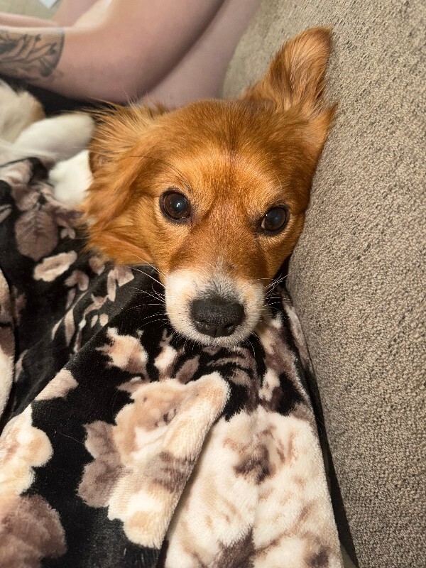 Have You Seen Bandit? Bandit - Dog