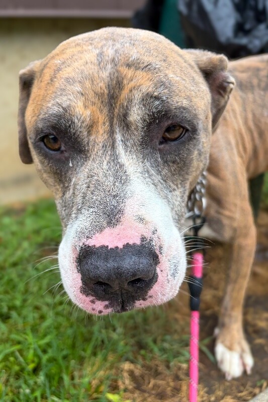 View Honey Bun the Dog Photo #2