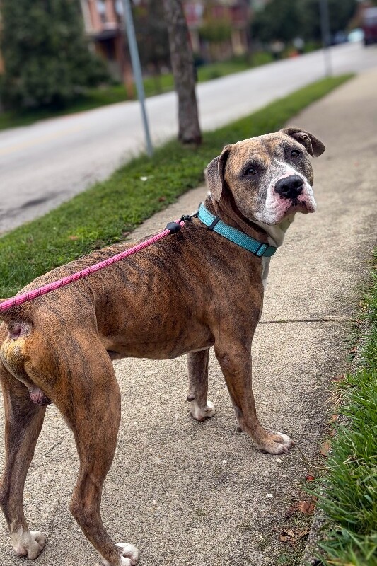Learn More About Honey Bun Honey Bun - Dog