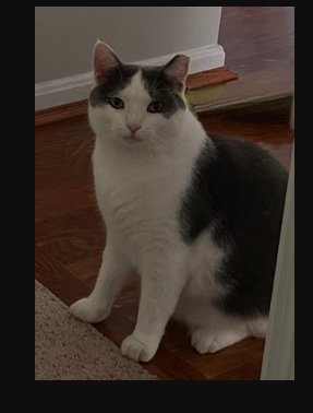 Have You Seen Kiwi? Kiwi - Cat