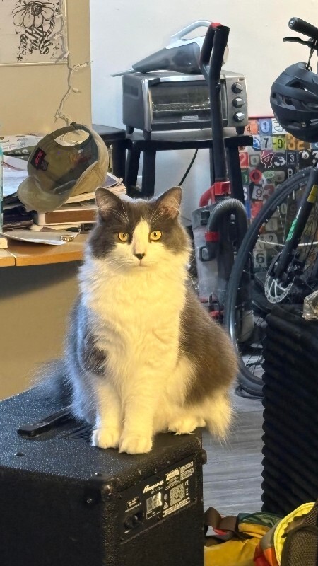 Have You Seen Lenny? Lenny - Cat