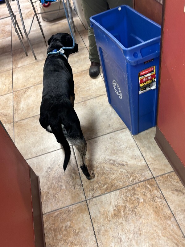View Sonic the Dog Photo #4