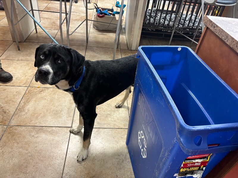 View Sonic the Dog Photo #2