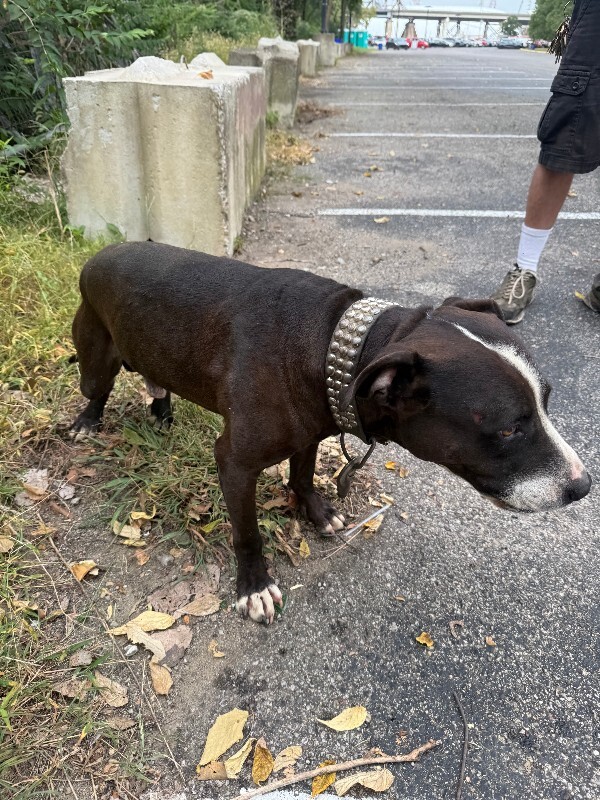 Unknown - Dog