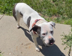 Have You Seen Shurri? Shurri - Dog