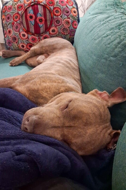 View Nemo the Dog Photo #4