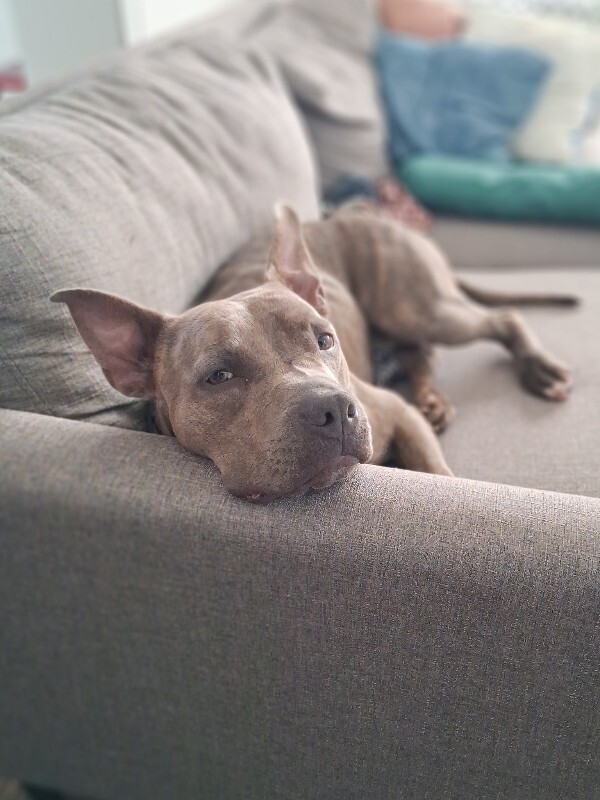 Nemo - Dog