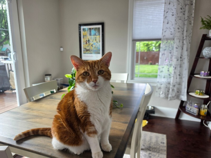 Have You Seen Uncle Buck? Uncle Buck - Cat