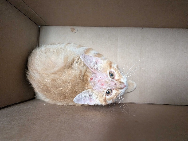 Learn More About Megamind Megamind - Cat