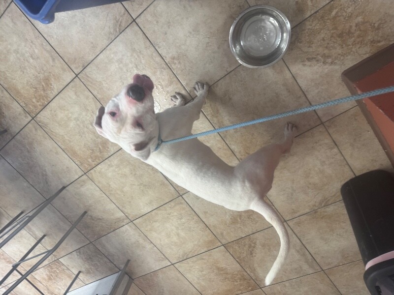 View Sweet Treat the Dog Photo #2