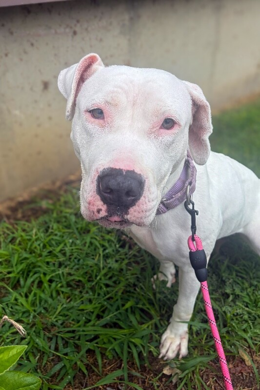 Learn More About Sweet Treat Sweet Treat - Dog
