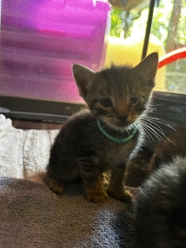 View Teeny the Cat Photo #2