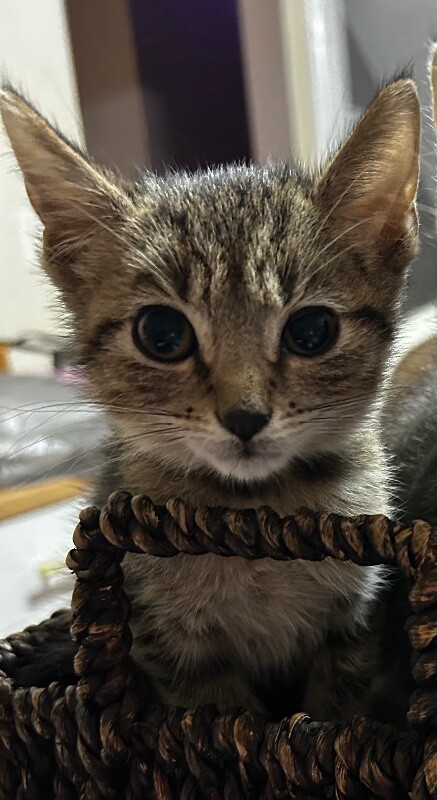 Teeny - Cat