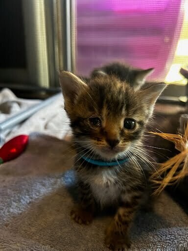 Cane - Cat