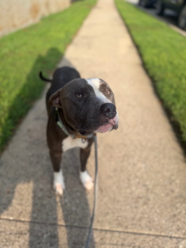 View Lukey the Dog Photo #16