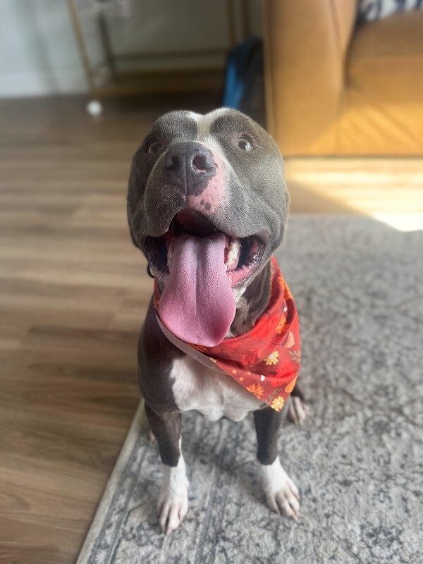 Learn More About Lukey Lukey - Dog