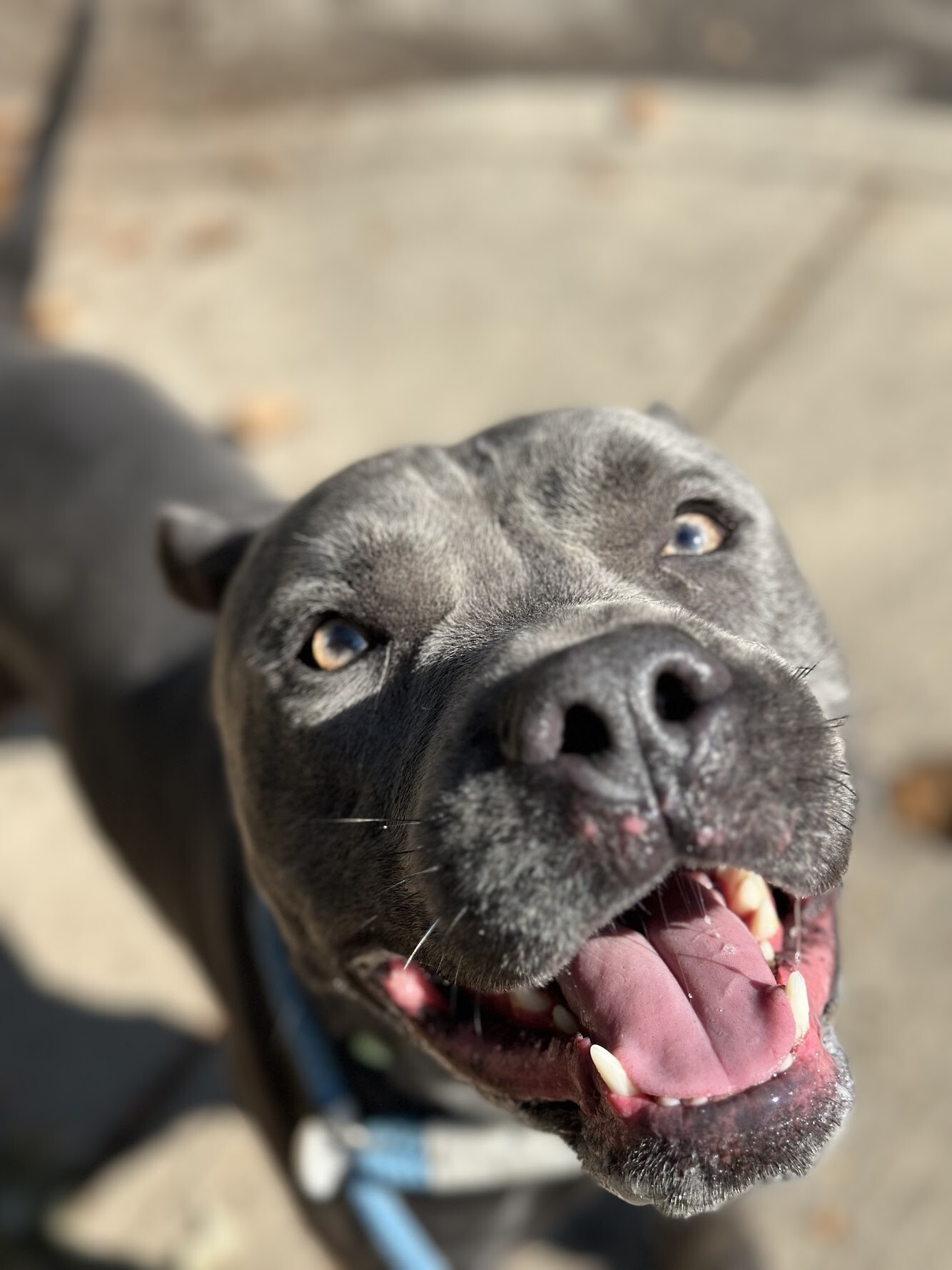 View Tip Toes the Dog Photo #2