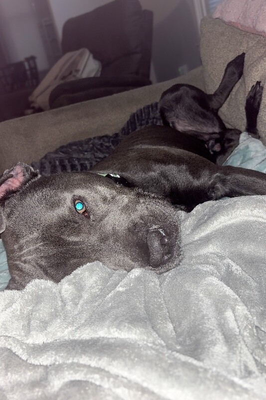 View Tip Toes the Dog Photo #5