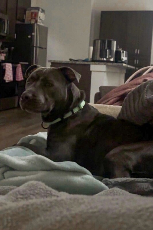 View Tip Toes the Dog Photo #3