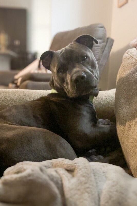 View Tip Toes the Dog Photo #7