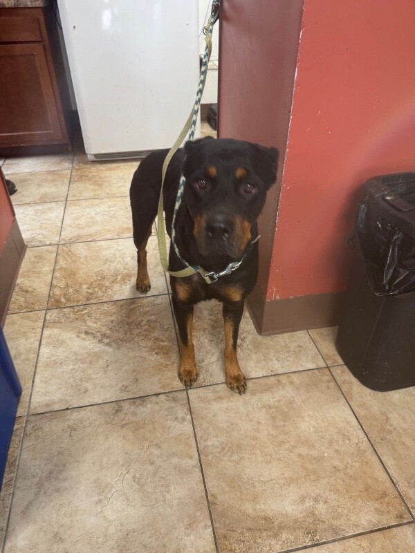 Learn More About Nelly Nelly - Dog
