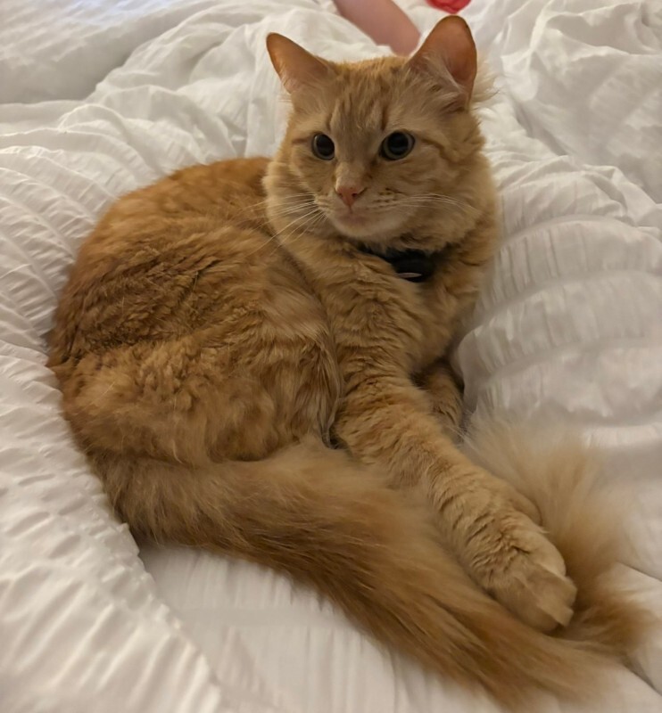 Have You Seen Knox? Knox - Cat
