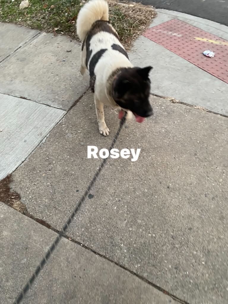 Have You Seen Rosie? Rosie - Dog