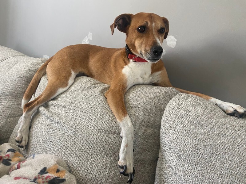 Have You Seen Bailey? Bailey - Dog