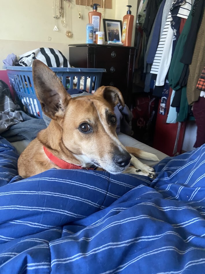 View Bailey the Dog Photo #2