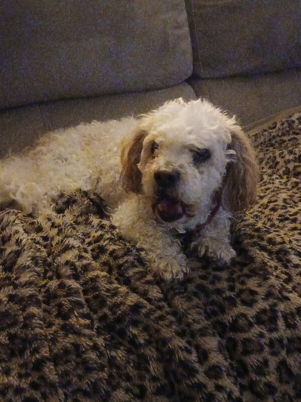 Maggie - Dog