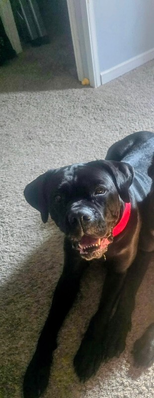 Have You Seen Gia? Gia - Dog