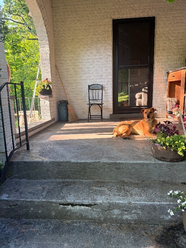 View Archie the Dog Photo #2