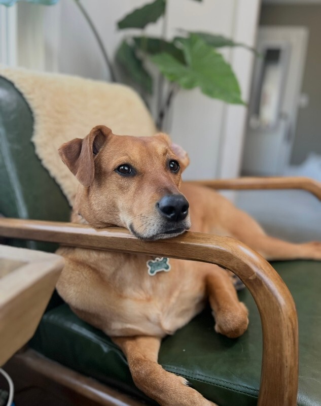 Have You Seen Archie? Archie - Dog
