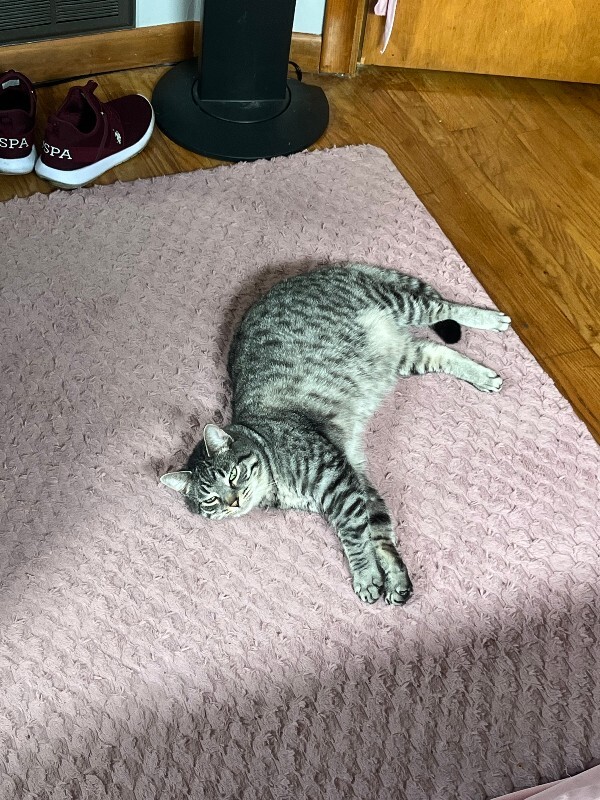 Have You Seen Charlie? Charlie - Cat