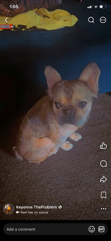 Scat - Dog