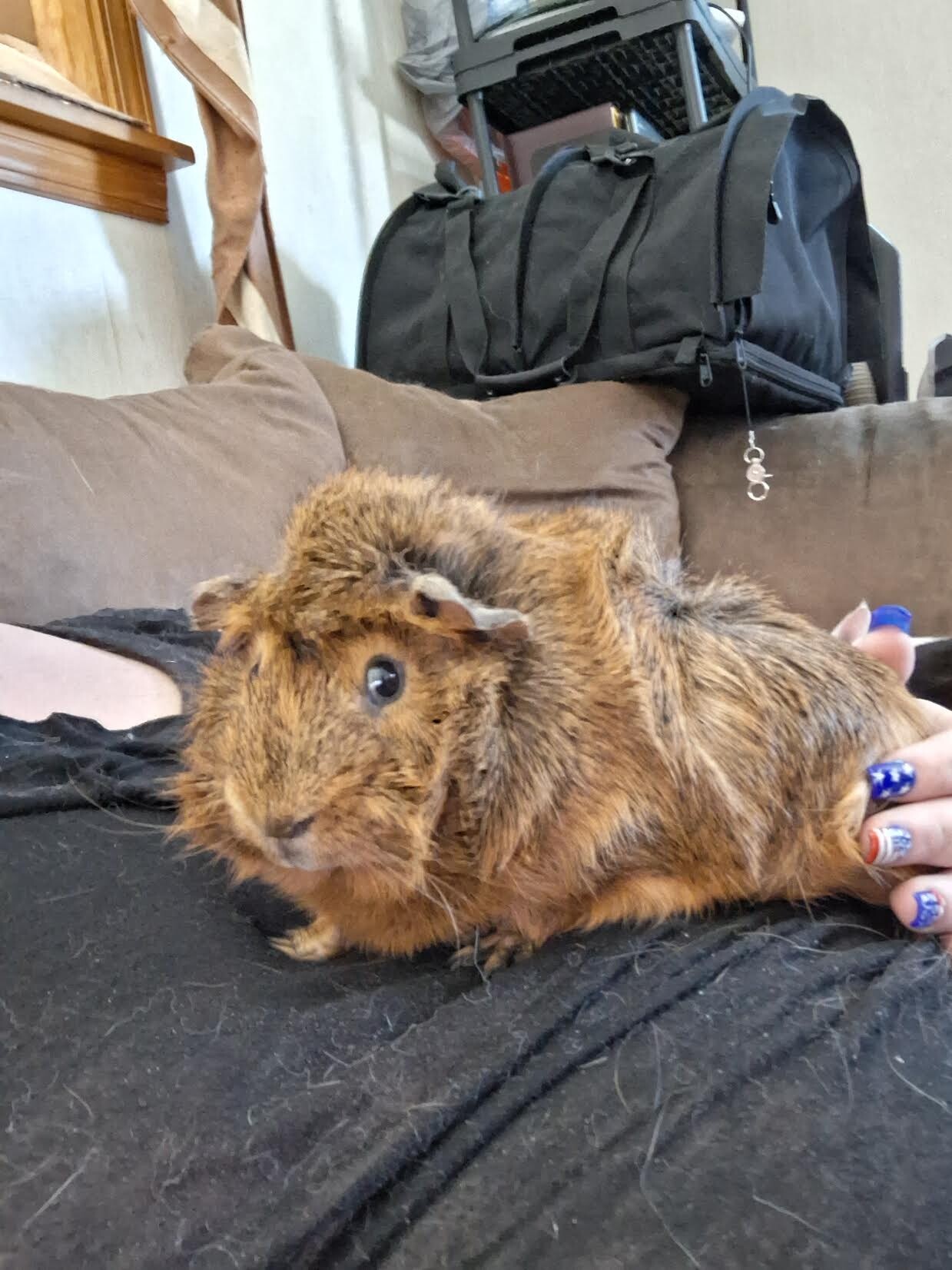 Bengal - Guinea Pig