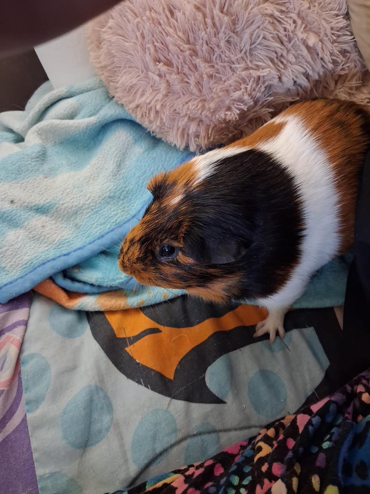 Steeler - Guinea Pig